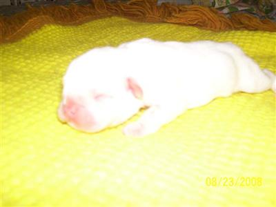 Puppies in TN